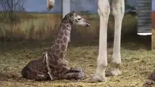 Baby giraf geboren in Pairi Daiza