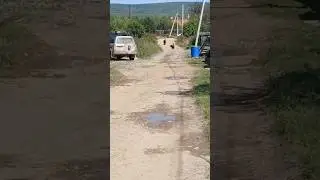 Медведь гуляет в с. Чля.