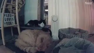 House cat Fluffy totally owns feral cat Leo's bed here! (mMc 2200)