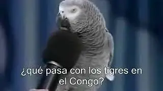 204saw such a talking bird  Country birds birds
