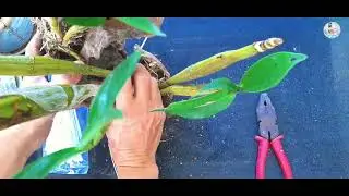 Cách trồng hoa lan sơn thủy tiên trên gỗ lũa - Orchid Dendrobium Chrysotoxum var