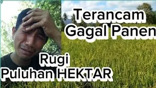Nasib Petani kampung gagal panen