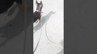 Утренний влог.Лиза подралась в паузе с йорком и потренировали выдержку