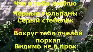 Чёрные тюльпаны.