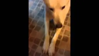 Χάρης,ο Καναδός μου..