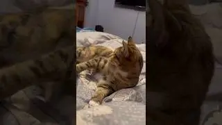 Playing with a kitty #epiccatfights #funnycatfight