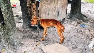 A policeman has come to evict troubled tenants! He was shocked to find the dying dog!
