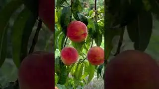Are nectarines and peaches the same?#shorts