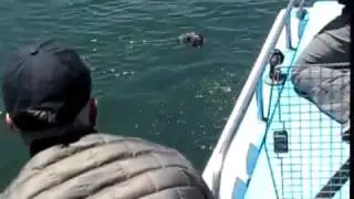 Rescue Workers Reunite Baby Otter with Mother in California