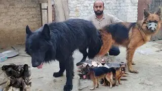 Ham ny apni  German Shepherd female mate karwali