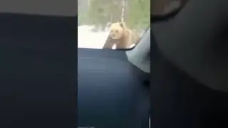 За своих детёнышей любому даст пи... лей. 🐻💪