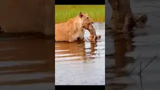 Lion Mom Protects Cubs From Crocodile  #short #wildlife