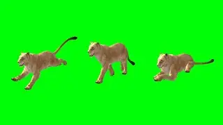 Lion green screen video Lion green screen Female Lion Sitting Walking Running Video No Copyright