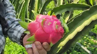 Como y cuando Cosechar una Pitahaya.