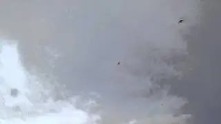андижанские игровые голуби. попытка сесть