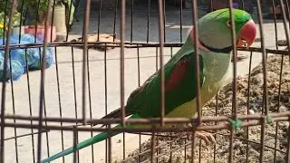 কথা বলা হলুদ রঙের পাহাড়ি টিয়ার 🦜🦜🦜🦜