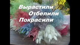 МОИ СУХОЦВЕТЫ!. Заказывайте!.Продаю!!