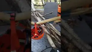 козел едет. лось за рублем