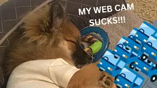 Going through Trucks with a Pup || Cluster Truck Part 1