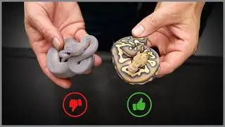 We Accidentally Made a Purple Snake?!