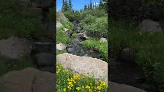 Colorado Summer Mountain Stream