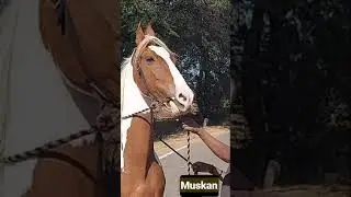marwari brood mare: