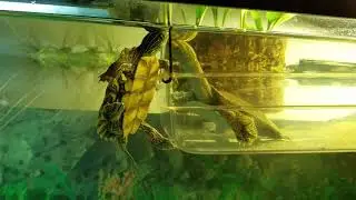 Soft Shell Turtle Care - Caring for soft shell turtles.