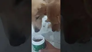 Dr. Shiba Pro Immune dog treats, mabango at gusto ng mga aso