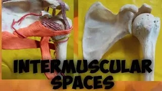 INTERMUSCULAR SPACES & CONTENTS