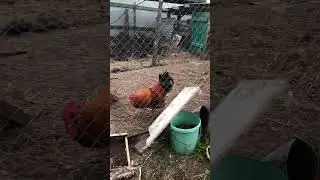 Не гонялся бы ты, поп, за дешевизной
