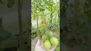 ЧТО СДЕЛАТЬ, ЧТОБЫ ПОМИДОРОВ В АВГУСТЕ БЫЛО МНОГО