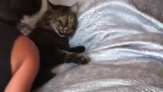 Cat Tummy Motorboating