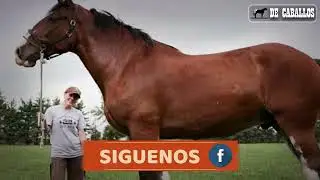 El Caballo Mas Grande Del Mundo