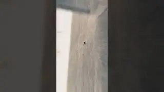 Unknown facts. #facts #spiderman #exploretheunexplored #spiderman #marvel #marvalfact #mcu