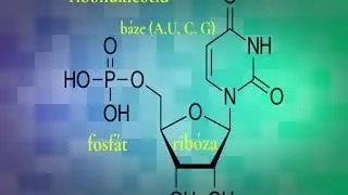 #chemierychle - Nukleotid
