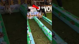Tartaruga Incrível 🐢🔥 