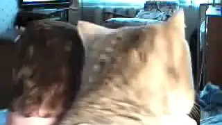 кот в вебкам