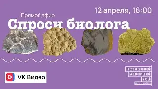 Спроси биолога. Строматолиты