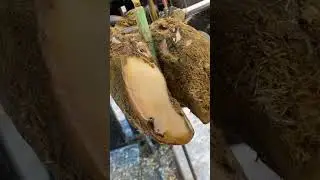 This cow picked up a nail