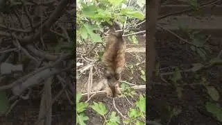 Изогнулся и распластался.#жизньнаюге