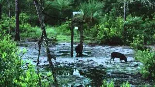 Joel's Trophy Wild Boar Hunt