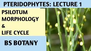 Psilotum Pteridophyta lecture 1 for 1st semester Botany Zoology Chemistry