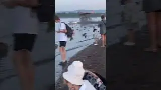 Классное место🦆 #набережная #природа #центргорода #река #shorts