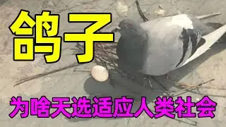 人类社会简直是为鸽子准备的吧!战争年代当战鸽和平年代当素材