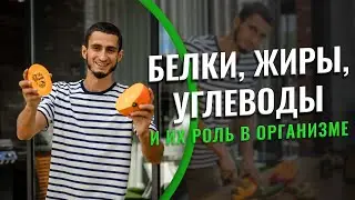 Белки, жиры, углеводы и их роль в организме. Нaрезкa из эфирa зaкрытого кaнaлa