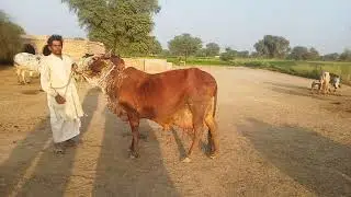 25 litre peak milk Cholistani Rathi Cow