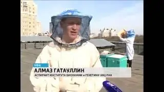 ГТРК  Новости  Башкирские ученые создали препарат, повышающий продолжительность жизни пчел и их прои