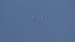 Pakistan pegions -Индо -Пакистанские высоколетные голуби (заводчик Пучков С)