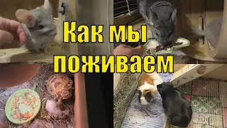 МОРСКИЕ СВИНКИ/ ЧЕРЕПАХА И ШИНШИЛЛЫ /КАК НАШИ ДЕЛА