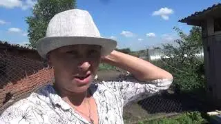Опять колхозим/ отчет по голубике